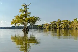 Cypress Swamp Prints: USA, Louisiana, Lake Fausse Pointe State Park is located in Iberia Parish, Louisiana