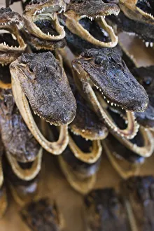 Images Dated 1st March 2010: USA, Louisiana, New Orleans, French Quarter, French Market, Aligator heads