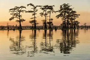 USA, Louisiana, St. Martins Parish, Breaux Bridge, Atchafalaya Basin Landing & Marina