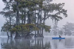 Kayak Prints: USA, Louisiana, St. Martins Parish, Lake Martin, woman in Kayak, MR