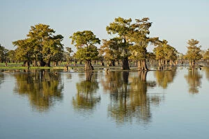 Images Dated 14th July 2020: USA, Louisiana, St.Martins Parish, Breaux Bridge, Atchafalaya Basin with Cypress tree