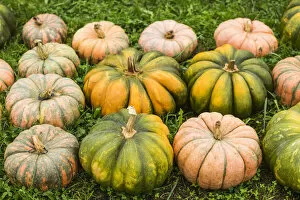 USA, Maine, Wells, autumn pumpkins
