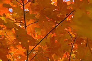 Wiscasset Prints: USA, Maine, Wiscasset