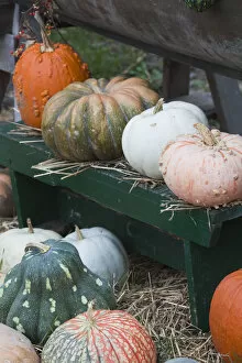 Images Dated 14th January 2010: USA, Maryland, Eastern Shore of Chesapeake Bay, St. Michaels pumpkins