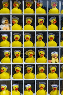 Dusks Prints: USA, Massachusetts, Cape Cod, Chatham, rubber duckies