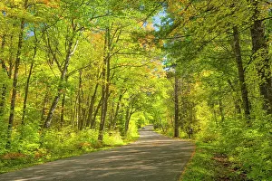 Road Trip Prints: USA, Minnesota, Itasca State Park, Mississippi Headwaters, road
