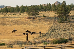 Great Plains Prints: USA, Montana, Helena, Gates of the Mountains, Cowboy, 2024