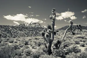 USA, Nevada, Las Vegas Area, Mt. Charleston, mountain landscape USA, Nevada, Las Vegas Area, Mt. Charleston, mountain landscape
