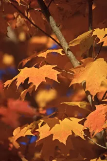 Images Dated 23rd February 2010: USA, New England, Maine, Acadia National Park, Fall Foliage