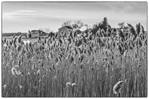USA, New England, Massachusetts, Cape Ann, Essex, village of Conomo Point, reeds