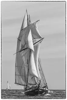 USA, New England, Massachusetts, Cape Ann, Gloucester, Gloucester Schooner Festival