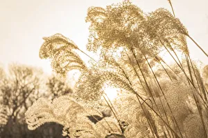 USA, New England, Massachusetts, Cape Cod, Provincetown, beach grass, winter