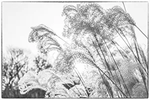 USA, New England, Massachusetts, Cape Cod, Provincetown, beach grass, winter