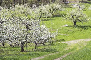 Orchard Prints: USA, New England, Massachusetts, Bolton, apple trees in bloom, springtime