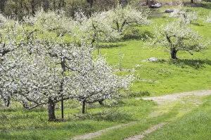 USA, New England, Massachusetts, Bolton, apple trees in bloom, springtime