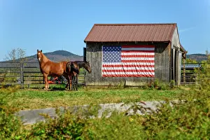 Horses Prints: USA, New England, New Hampshire, Grafton County, Goshen, Barn with flag