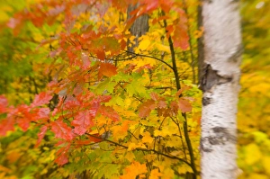 Landscpae Prints: USA, New Hampshire