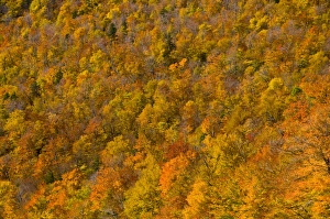 Images Dated 12th October 2008: USA New Hampshire
