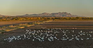 Images Dated 29th November 2021: USA, New Mexico, San Antonio, Bosque Del Apache National Wildlife, Snow Geese