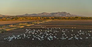 San Antonio Prints: USA, New Mexico, San Antonio, Bosque Del Apache National Wildlife, Snow Geese