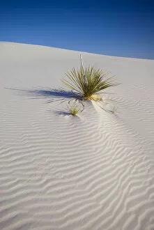 Images Dated 16th May 2008: USA, New Mexico, White Sands National Monument