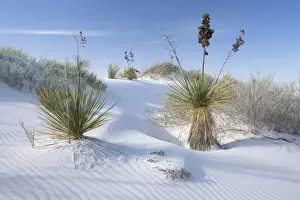 Yucca Prints: USA; New Mexico; White Sands; National Monument; National Park