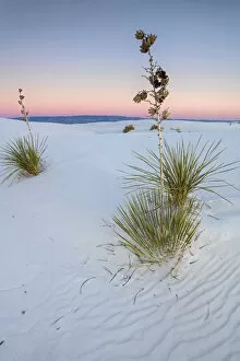 Images Dated 24th November 2021: USA, New Mexico, White Sands National Park, Gypsum Sand Dunes