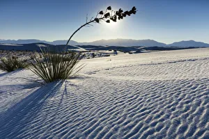 Images Dated 24th November 2021: USA, New Mexico, White Sands National Park, Gypsum Sand Dunes