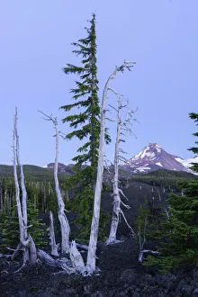 Images Dated 9th August 2017: USA, North America, Cascades, Oregon, McKenzie Pass