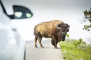 Images Dated 23rd September 2021: USA, North Dakota, Angry Bison, Crossing The Road, Theodore Roosevelt National Park