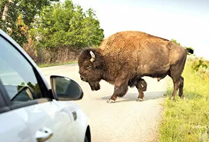 Images Dated 23rd September 2021: USA, North Dakota, Bison, Crossing The Road, Theodore Roosevelt National Park, North Unit