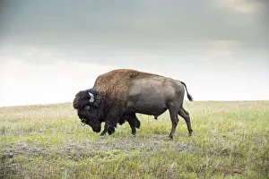 USA, North Dakota, Bison, Theodore Roosevelt National Park, South Unit