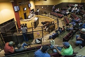 Great Plains Collection: USA, Oklahoma, Oklahoma City, Oklahoma National Stockyards, cattle auction