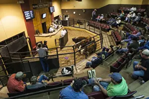 Great Plains Prints: USA, Oklahoma, Oklahoma City, Oklahoma National Stockyards, cattle auction