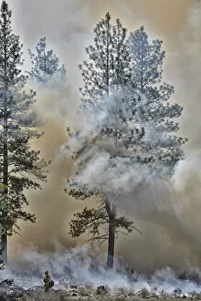 USA, Oregon, Bend, Forest fire