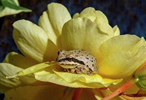 Biodiversity Prints: USA, Oregon, Bend, frog, Pacific Tree Frog, Pseudacris regilla
