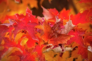 Bend Prints: USA, Oregon, Bend, Maple leaves in autumn