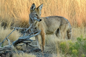 Rancho Las Hierbas Prints: USA, Oregon, Canis latrans, Coyote