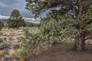 USA, Oregon, Central Oregon, Bend, Badlands landscape