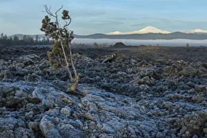 Images Dated 15th November 2016: USA, Oregon, Central Oregon, Cascade Mountains, Lavalands, Newberry National Volcanic