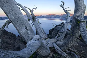 Images Dated 2020: August Collection