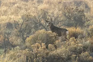 Images Dated 29th November 2021: USA, Oregon, Malheur County, Malheur river, Odocoileus hemionus, Mule deer