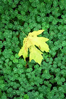 State Park Prints: USA, Oregon, Oregon Coast, Humbug Mountain State Park, maple leaf and clover