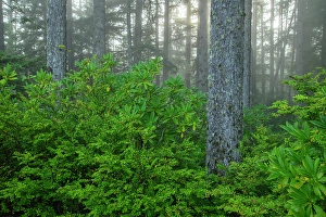 Oregon Coast Prints: USA; Oregon, Oregon Coast, Jessie M. Honeyman Memorial State Park
