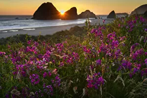Pacific Gallery: USA, Oregon, Oregon Coast, Pistol River, coastline and summer bloom