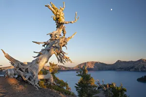 USA; Pacific Northwest, Oregon, Crater Lake, National Park