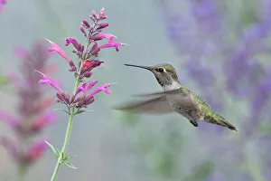 USA, Pacific Northwest, Oregon, Deschutes County, Deschutes National Forest, Selasphorus rufus, Rufous hummingbird