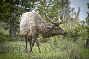 Rockie Mountains Prints: USA, Rockie Mountains, Wyoming, Elk in Yellowstone National Park