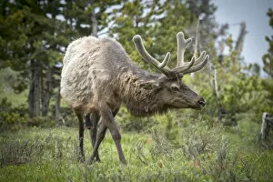 USA, Rockie Mountains, Wyoming, Elk in Yellowstone National Park