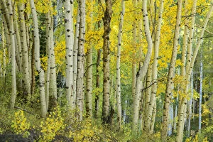 USA, Rocky Mountains, Colorado, Gunnison National Forest, Crested Butte, Aspen forest